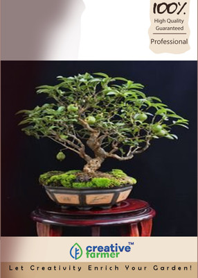 

Creative Farmer Lemon Gauva Bonsai Seeds Seed(10 per packet)