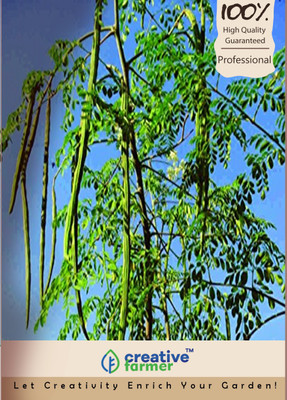 

Creative Farmer Drumstick Tree Seeds Seed(10 per packet)