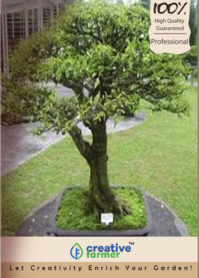 

Creative Farmer Wrightia Outdoor Bonsai Tree Seeds Seed(20 per packet)