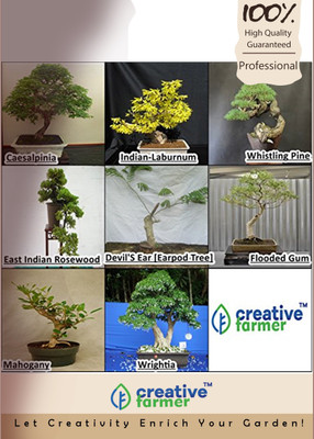 

Creative Farmer Bonsai Combo Seed(10 per packet)