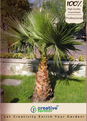 

Creative Farmer Fountain Palm Tree Seeds Seed(20 per packet)