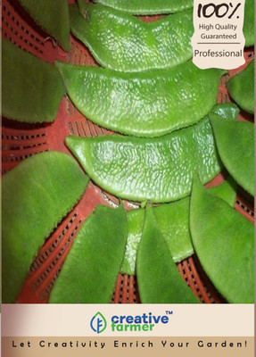 

Creative Farmer Lablab Purpureus Seeds Seed(20 per packet)