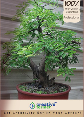 Creative Farmer Malabar Tamarind Bonsai Seeds Seed(20 per packet)
