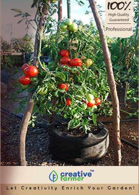 

Creative Farmer Tomato Seed(200 per packet)