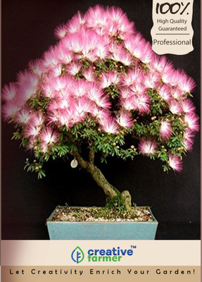 

Creative Farmer Albizia Julibrissin Bonsai Seeds Seed(5 per packet)