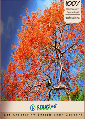 

Creative Farmer GulmoharPretty Looking Flowers Tree Seeds Seed(10 per packet)