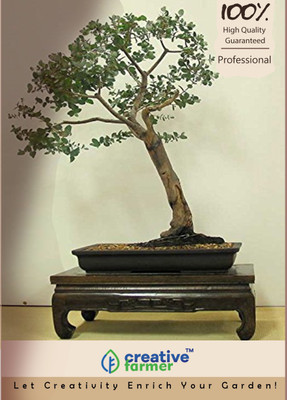 

Creative Farmer Grand Eucalyptus Bonsai Tree Seeds Seed(200 per packet)