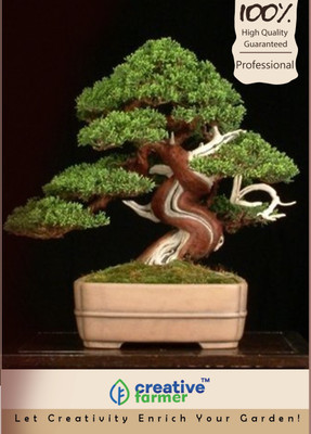Creative Farmer imported Juniper (Juniperus Chinensis) Bonsai Seeds Seed(10 per packet)