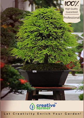 Creative Farmer Imli Bonsai Seeds Seed(20 per packet)