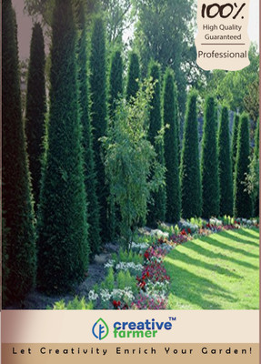

Creative Farmer Bhutan Cypress Seeds Seed(500 per packet)