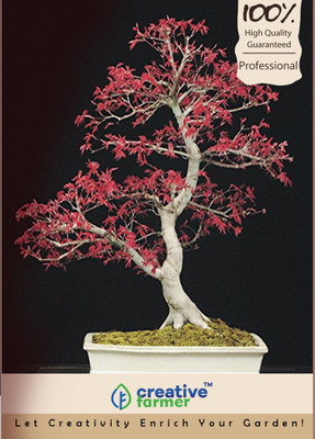 

Creative Farmer Acer Palmatum (Japanese Maple) Bonsai Seeds Seed(5 per packet)