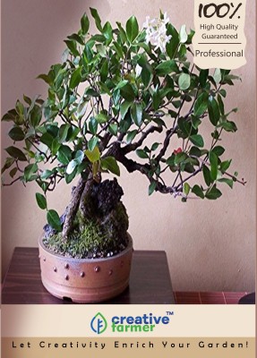 

Creative Farmer Ornamental TreeKamani Flower Bonsai Seeds Seed(10 per packet)