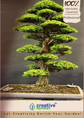 Creative Farmer Cryptomaria Japonica Bonsai Seeds Seed(10 per packet)