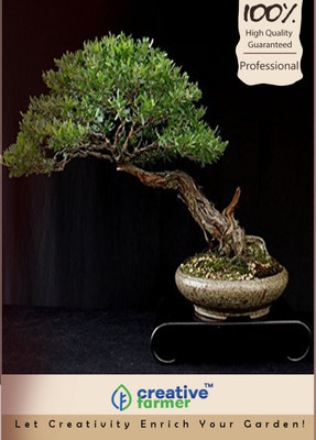 

Creative Farmer Eucalyptus Bonsai Seeds Seed(10 per packet)