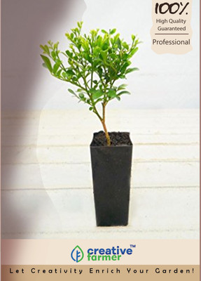 

Creative Farmer Aromatic Orange-Like Fragrance Imported Bonsai Seeds Seed(10 per packet)