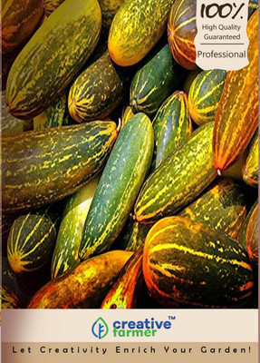 

Creative Farmer Kanivellari Indian Yellow Cucumber Seed(10 per packet)