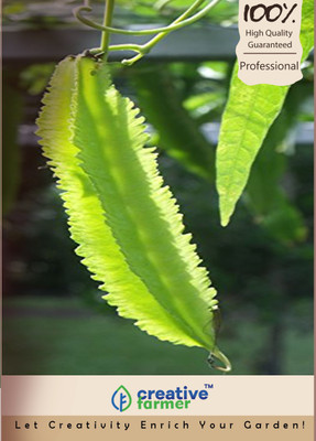 

Creative Farmer Winged Bean Seeds Seed(10 per packet)