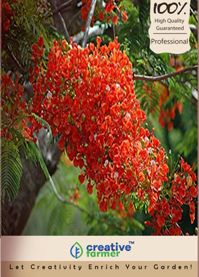 

Creative Farmer Tree SeedsKempu Tora Seed(10 per packet)