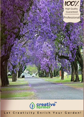 

Creative Farmer Jacaranda Mimosafolia Seed(20 per packet)