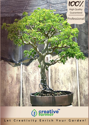 

Creative Farmer Coco Tamarind Imported Bonsai Seeds Seed(10 per packet)