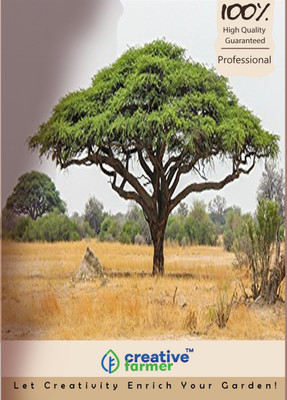 

Creative Farmer Gum Arabic Tree Seeds Seed(20 per packet)