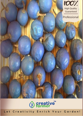 

Creative Farmer Rudraksha Seed(10 per packet)