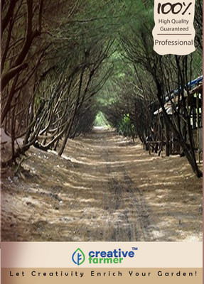 

Creative Farmer Australian Pine Whistling Pine Seeds Seed(5000 per packet)