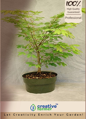 

Creative Farmer Big-Leaf Mahogany Bonsai Tree Seeds Seed(20 per packet)