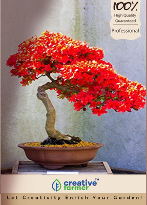 

Creative Farmer FabaceaeCaesalpinioideae Imported Bonsai Seeds Seed(10 per packet)
