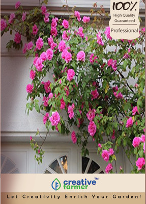 

Creative Farmer Pink Climbing Rose Flower Seed Seed(5 per packet)
