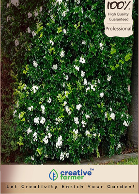 

Creative Farmer Jasmine Seed(10 per packet)