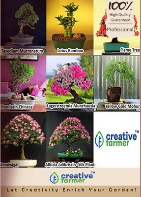 

Creative Farmer Bonsai Combo Seed(10 per packet)