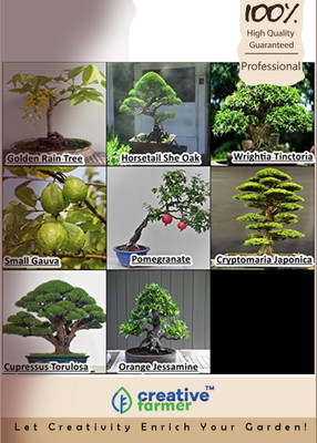 

Creative Farmer Bonsai Combo Seed(10 per packet)