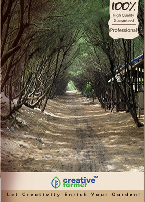 

Creative Farmer Coast Sheoak Sampirani Seeds Seed(5000 per packet)