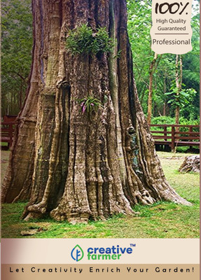 

Creative Farmer Tectona Grandis [Teak, Sagun,Chingsoo ,Sagwan ,Saguna,Tekku ] Seed(20 per packet)
