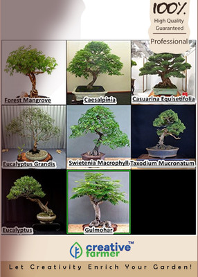 

Creative Farmer Bonsai Combo Seed(10 per packet)