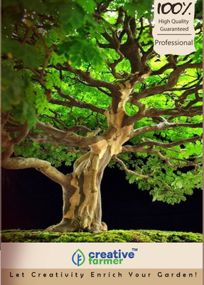 

Creative Farmer Feuilleea Saman Imported Bonsai Seeds Seed(10 per packet)