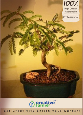 

Creative Farmer Sweet Tamarind Bonsai Seeds Seed(20 per packet)
