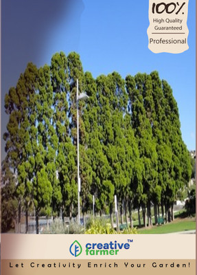

Creative Farmer Cupressus Torulosa Seeds Seed(1000 per packet)