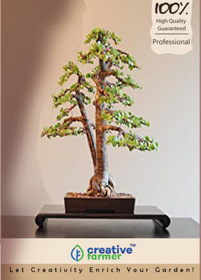 

Creative Farmer Guanacaste Bonsai Tree Seeds Seed(10 per packet)