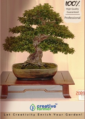 

Creative Farmer Honduran Mahogany Bonsai Tree Seeds Seed(20 per packet)