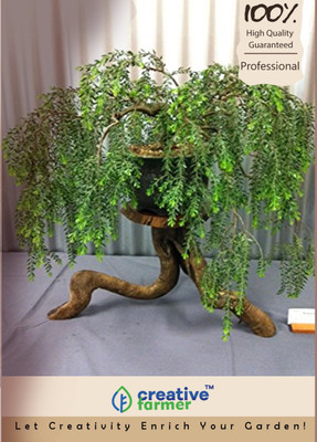 

Creative Farmer Peltophorum Pterocarpum Bonsai Seeds Seed(10 per packet)