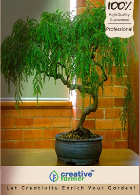 

Creative Farmer Sagabark Peltophorum Bonsai Seeds Seed(10 per packet)