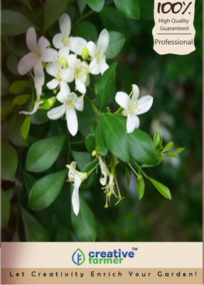 

Creative Farmer Jasmine Seed(10 per packet)