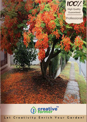 

Creative Farmer Shade Tree Seed(10 per packet)