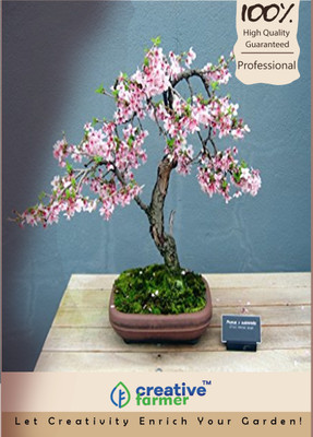 

Creative Farmer Cherry Blossom Bonsai Seed(5 per packet)
