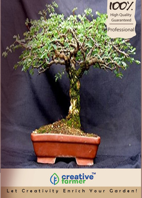 

Creative Farmer Yellow Flame Bonsai Seeds Seed(10 per packet)