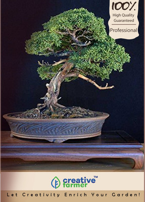 

Creative Farmer Taxodium Mucronatum Bonsai Seeds Seed(10 per packet)