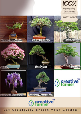 

Creative Farmer Bonsai Combo Seed(10 per packet)