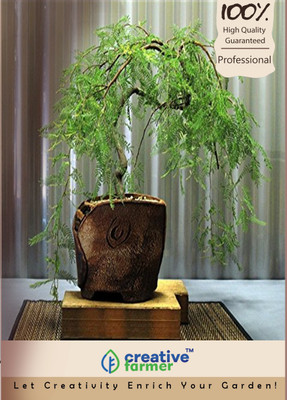 

Creative Farmer Copperpod Bonsai Seeds Seed(10 per packet)
